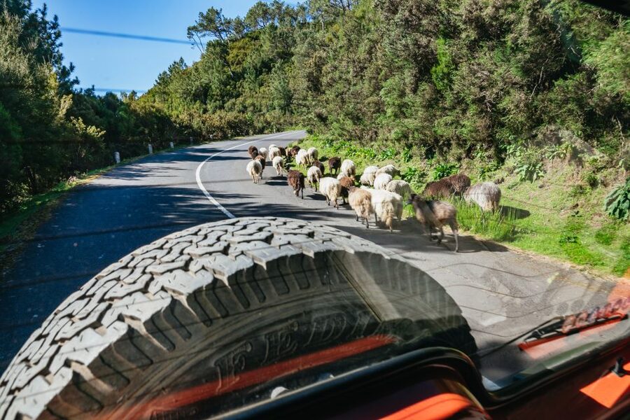 Madeira: Half-Day Pico Arieiro Jeep Tour - Pickup, clothing, and practical planning