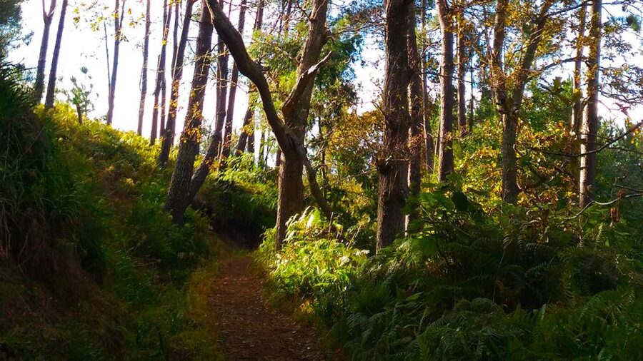 Madeira: Paradise Valley Levada Walk - Who should book Paradise Valley?