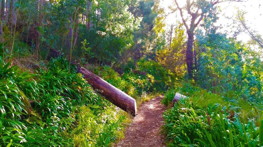 Madeira: Paradise Valley Levada Walk - The café and fruit stop