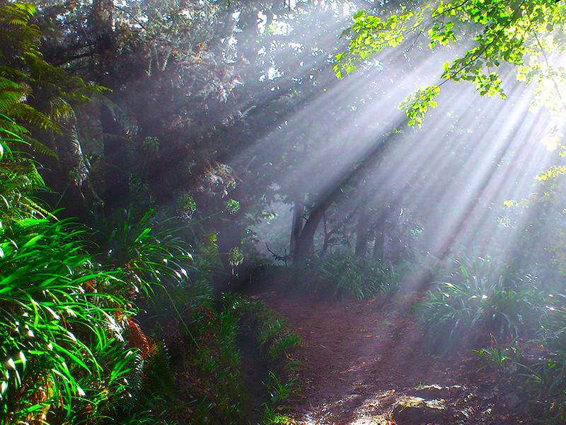 Madeira: Paradise Valley Levada Walk - From Funchal to Vale do Paraíso