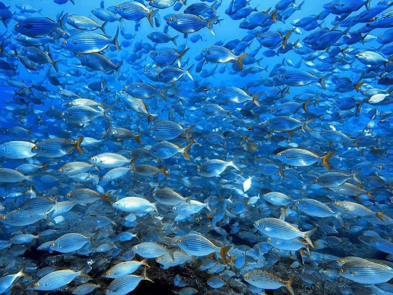 Madeira: Ponta de São Lourenço Snorkeling Boat Trip - The practical issue of climbing back aboard