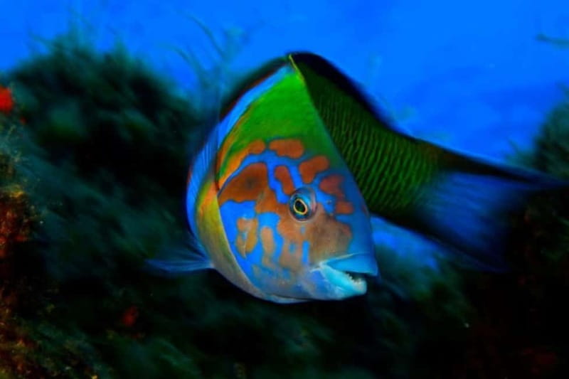 Madeira: Ponta de São Lourenço Snorkeling Boat Trip - Weather, wildlife, and the nature reserve