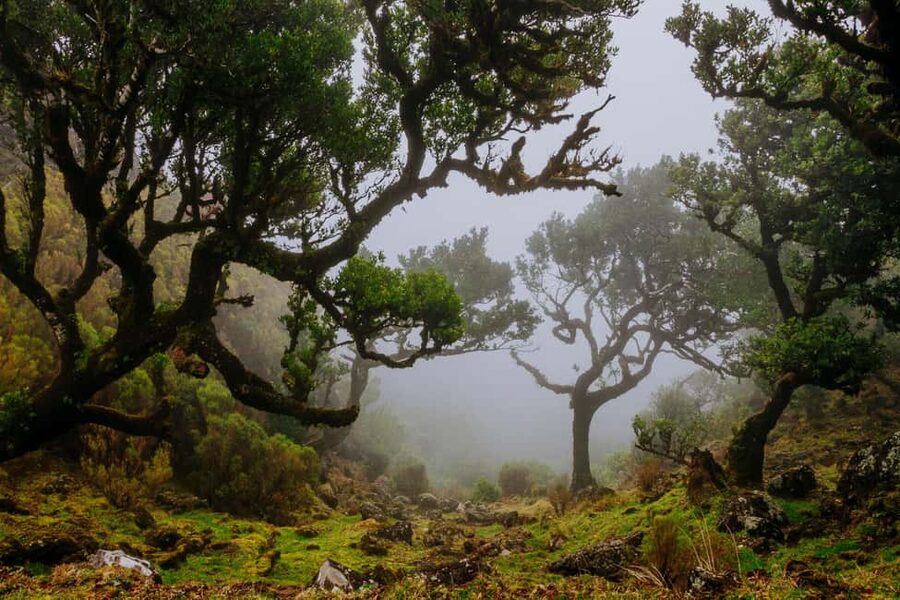 Madeira: PR 18 - Levada do Rei Hike Transfer - From Funchal to São Jorge by van
