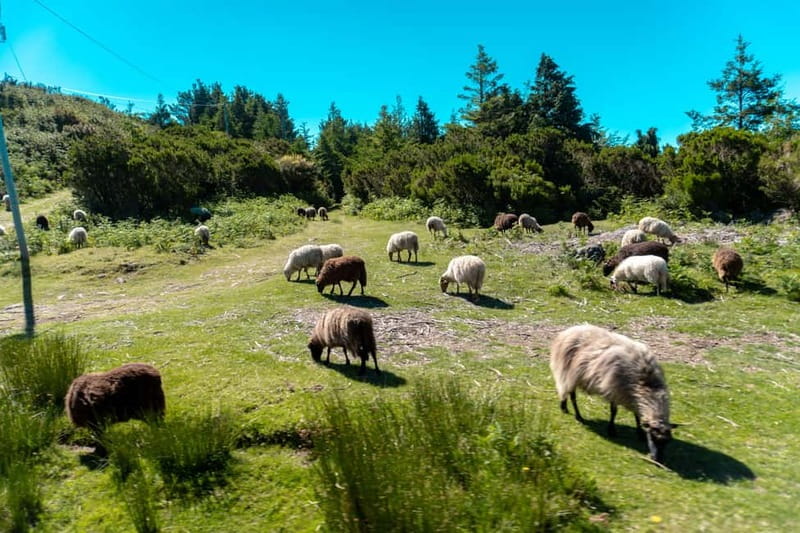 Madeira: Santana Jeep Safari and Balções Levada Walk - At a glance: what makes this tour worthwhile