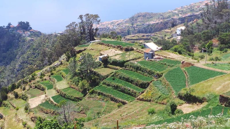 Madeira: Santana Jeep Safari and Balções Levada Walk - Who should book this $71 experience?