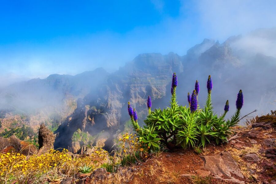 Madeira Stairway to Heaven to Larano Hike Mountain to Sea - The Stairway to Heaven walk