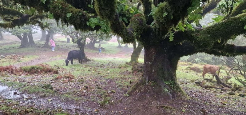 Madeira West Island Full-Day Tour with Fanal Forest - Porto Moniz: lunch, pools, and your longest break