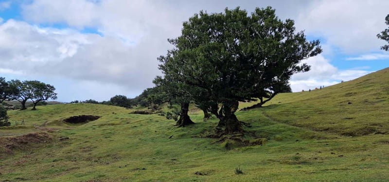Madeira West Island Full-Day Tour with Fanal Forest - Guides, languages, and group atmosphere