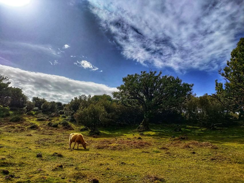 Madeira: Western Madeira Guided Trip & Fanal Mystic Forest - Câmara de Lobos: a useful start with poncha