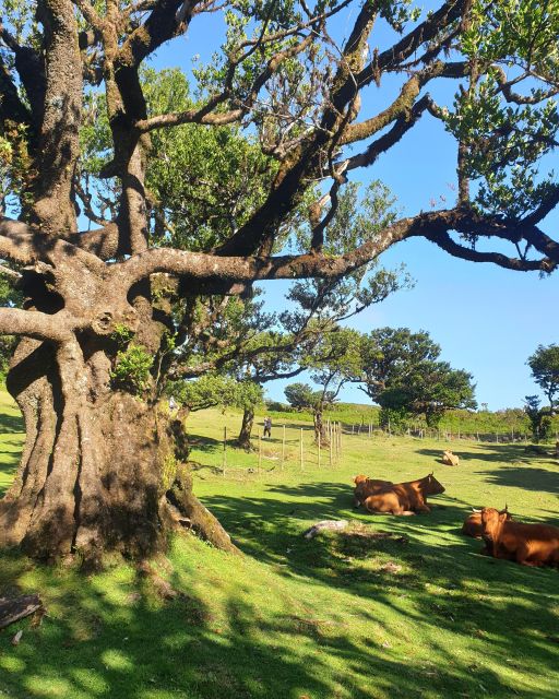 Madeira Wild West 4X4 Tour Safari - Guides, language, and the feel of the day