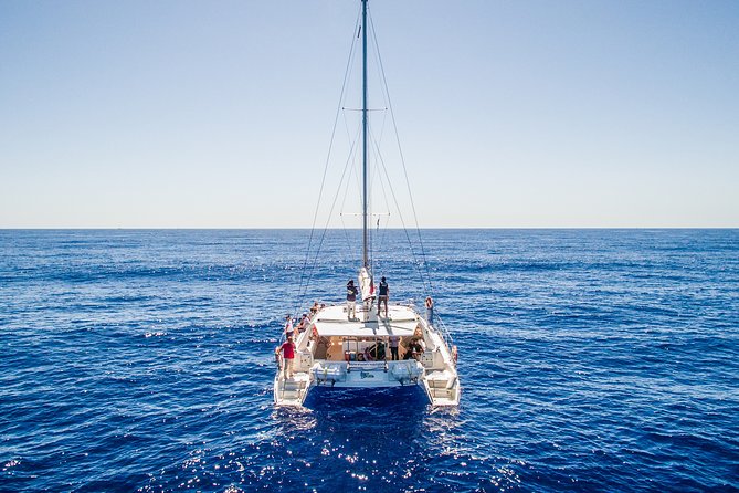 Magic Dolphin Celebrity - Key points to know before you book