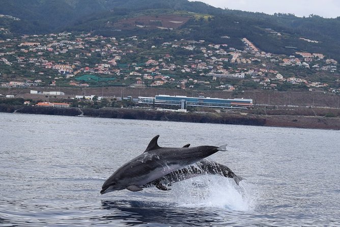 Magic Dolphin Celebrity - Cabo Girão is the possible swimming highlight