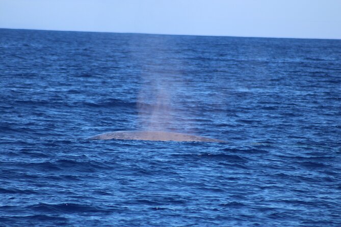 Magic Dolphin Celebrity - The return to Funchal offers a different view