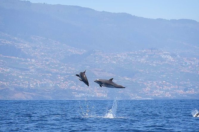 Magic Dolphin Celebrity - Who will enjoy this boat most?