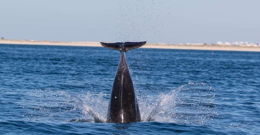 Olhão: Dolphin Observation - Should You Book the Olhão Dolphin Trip?