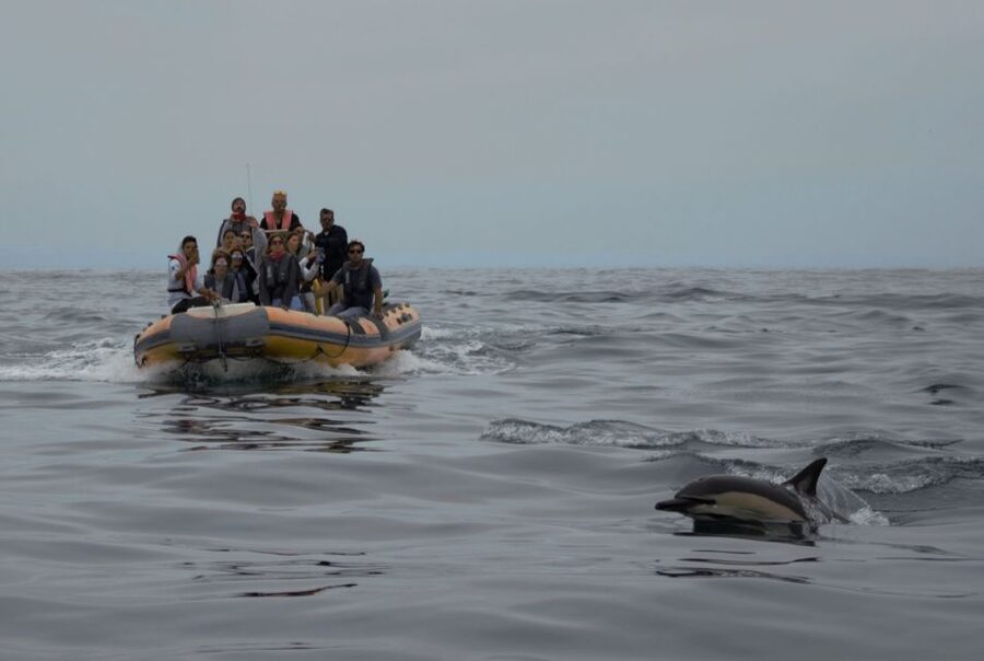 Peniche: Dolphin Route Boat Trip - Guides, Languages, and the Human Side