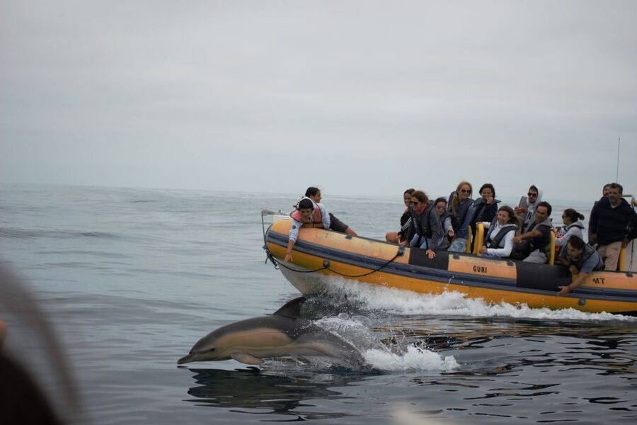 Peniche: Dolphin Route Boat Trip - Should You Book the Peniche Dolphin Route?