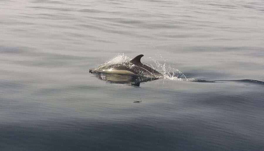 Peniche: Dolphin Route Boat Trip - More Than Dolphins: Sharks and Seabirds