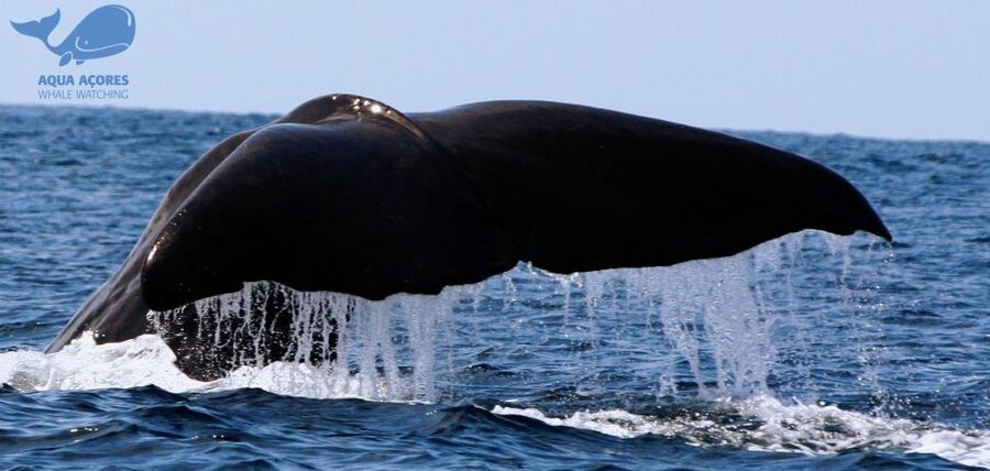 Pico Island: Azores Whale & Dolphin Watching on Zodiac Boat - Key points to know before you book