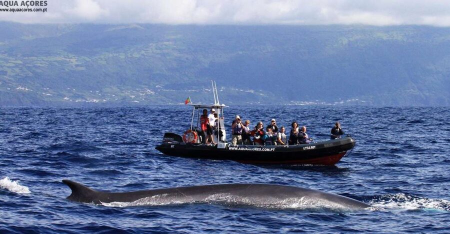Pico Island: Azores Whale & Dolphin Watching on Zodiac Boat - Why this Pico whale watching trip works