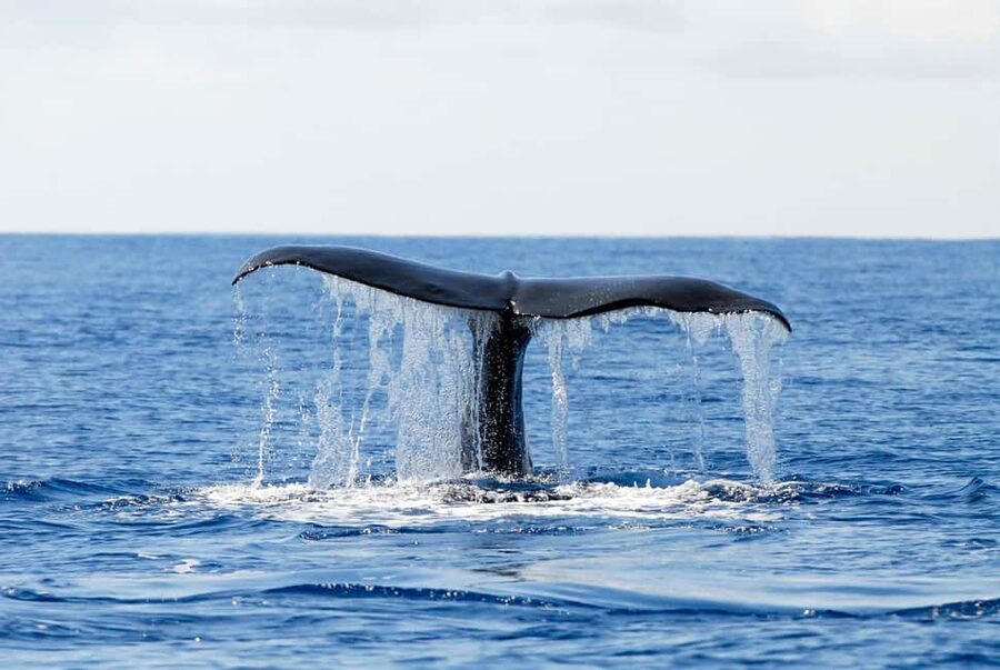 Pico Island: Azores Whale & Dolphin Watching on Zodiac Boat - A guide who explains the animals