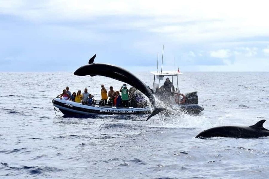 Pico Island: Azores Whale & Dolphin Watching on Zodiac Boat - Is $53 good value?