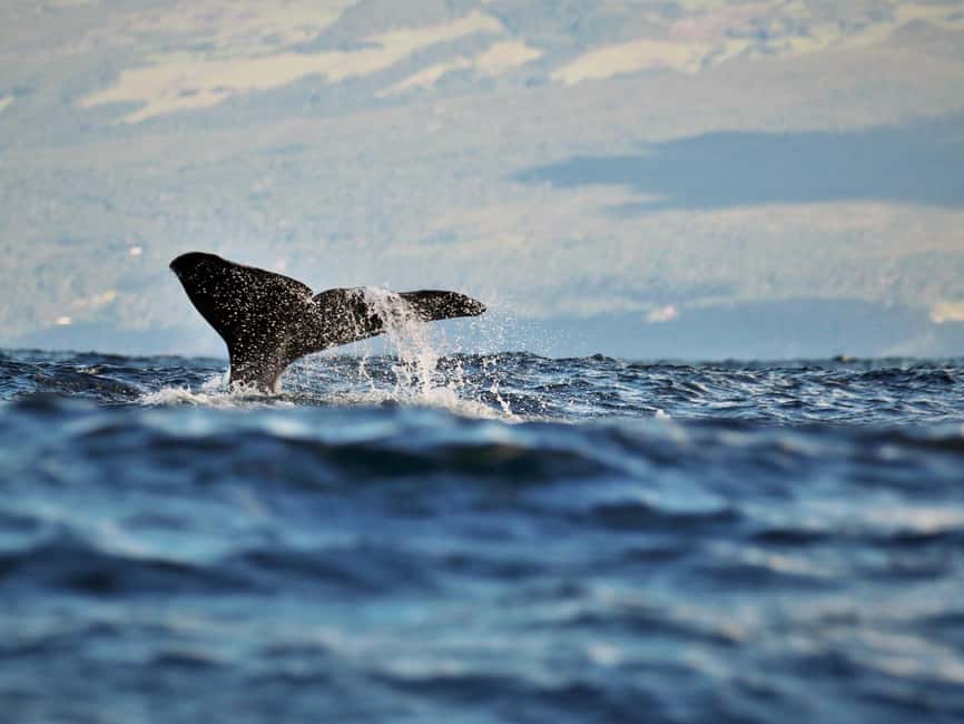 Pico Island: Whale Watching Experience from Lajes - What the boat ride is really like
