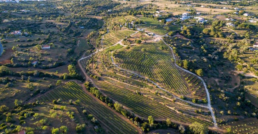 Porches: Algarve Vineyard Tour and Wine Tasting Experience - A family vineyard between the Algarve coast and mountains