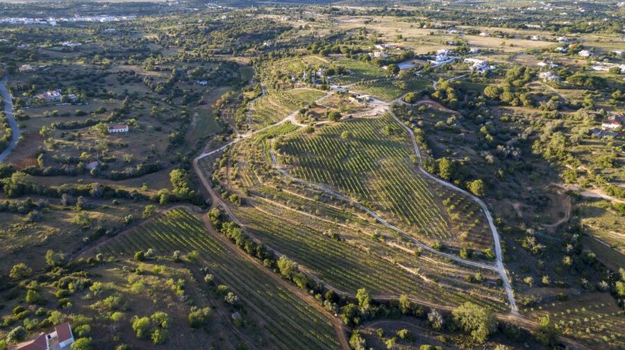 Porches: Algarve Vineyard Tour and Wine Tasting Experience - The short walk through the vineyard