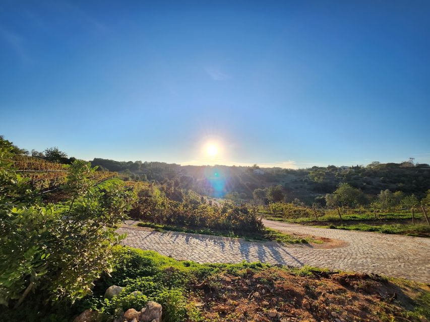 Porches: Algarve Vineyard Tour and Wine Tasting Experience - Finding the estate and getting settled