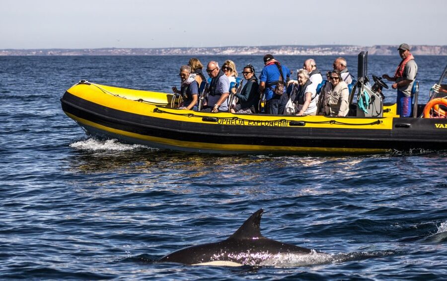 Portimão: 2-Hour Dolphin Watching Boat Tour - Key points to know before you book