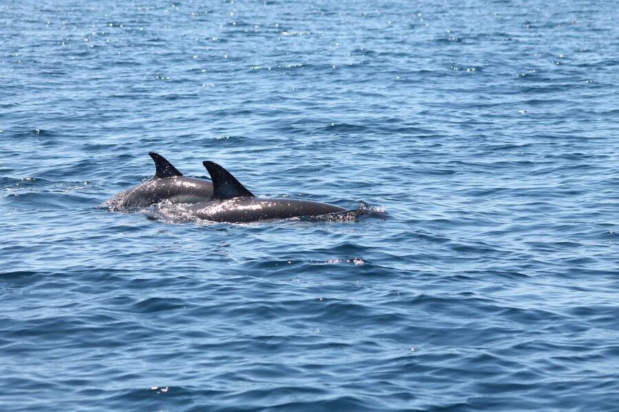 Portimão: 2-Hour Dolphin Watching Boat Tour - Benagil Cave and the Algarve cliffs