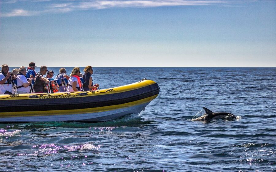 Portimão: 2-Hour Dolphin Watching Boat Tour - What the two-hour format means for your day