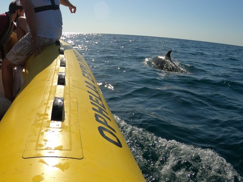 Portimão: 2-Hour Dolphin Watching Boat Tour - The speedboat ride and comfort