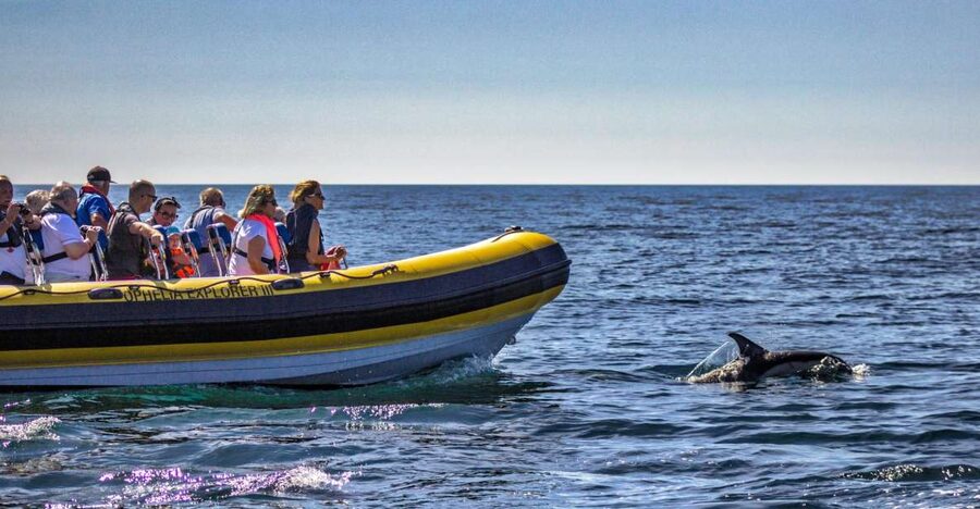 Portimão: 2-Hour Dolphin Watching Boat Tour - Is $53 a fair price?