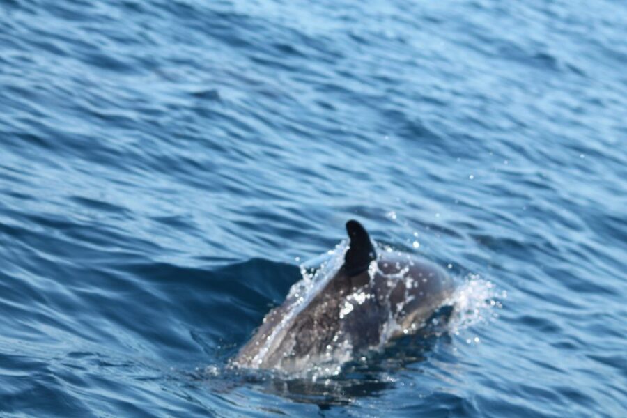 Portimão: 2-Hour Dolphin Watching Boat Tour - Should you book it?