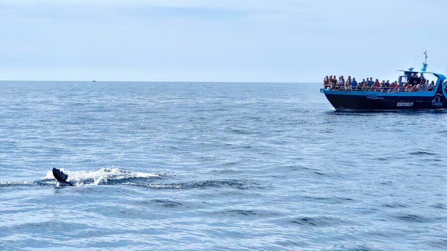Portimão: Benagil Caves & Dolphins Watching with Biologist - Key points to know before booking