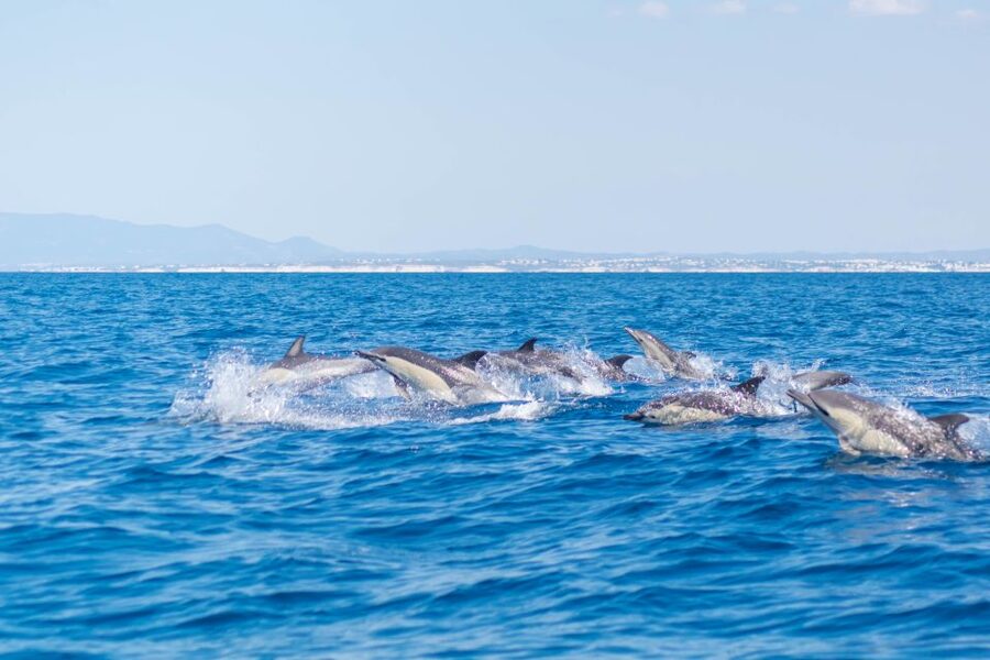 Portimão: Benagil Caves & Dolphins Watching with Biologist - Who should book this cruise?