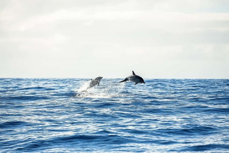 Portimão: Benagil Caves Speed Boat Tour with Sunset Option - Dolphins, photos, and the human touch