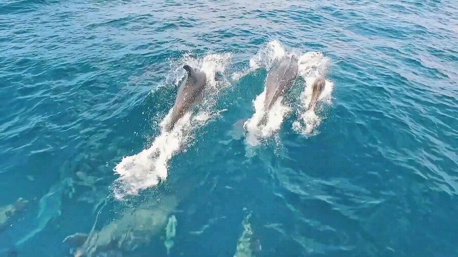 Portimão: Benagil Sea Caves Speedboat Adventure Tour - Is $20 a good value for 90 minutes?