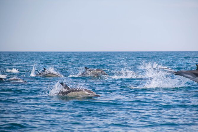 Portimão:Embark on Nature•Benagil and Dolphins•Biologist on board - What you see at Benagil Cave