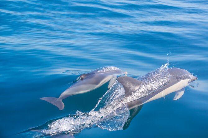 Portimão:Embark on Nature•Benagil and Dolphins•Biologist on board - Boat comfort, group size, and seating