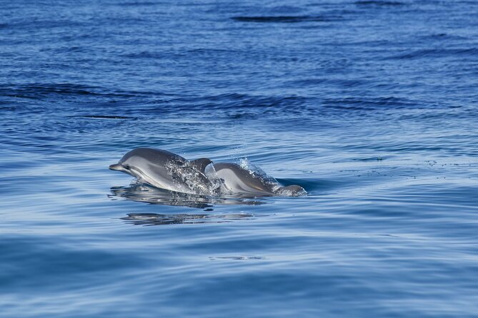 Portimão:Embark on Nature•Benagil and Dolphins•Biologist on board - Who should book this Portimão outing?