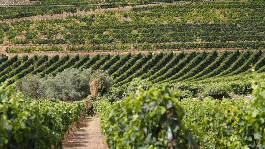 Porto: Douro Valley Tour at 2 Wineries with Lunch and Cruise - Pinhão and the 50-minute Rabelo boat trip