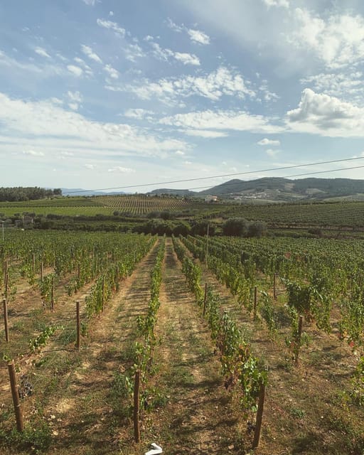 Porto: Douro Valley Tour w/ 3 Tastings, Lunch, & Opt. Cruise - Should you book it?