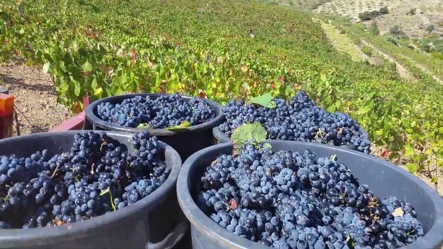 Porto: Douro Valley Tour with 2 Wineries, Lunch and Cruise - Winery two and a closer look at wine culture