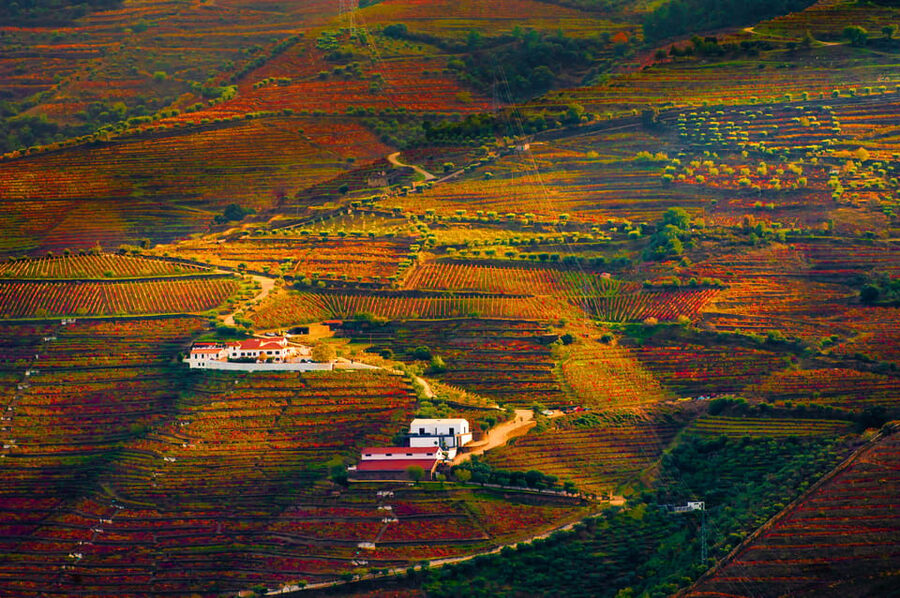 Porto: Douro Valley Wine Tour with a Sommelier & Boat Trip - What the $127 price really covers