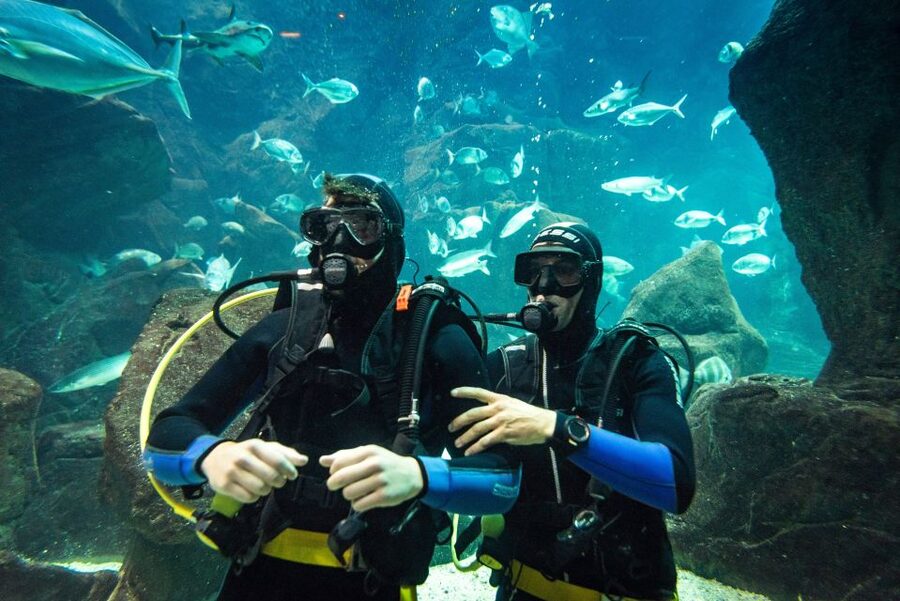 Porto Moniz: Diving with Sharks and Rays in Madeira Aquarium - Meeting sharks in Porto Moniz