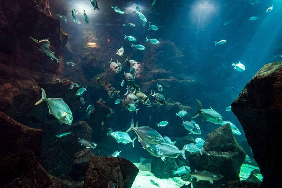 Porto Moniz: Diving with Sharks and Rays in Madeira Aquarium - The aquarium tour comes first