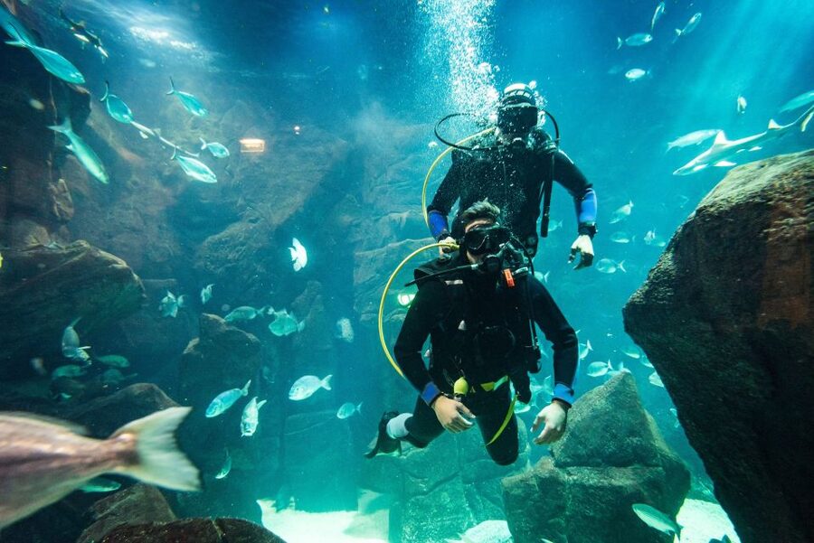 Porto Moniz: Diving with Sharks and Rays in Madeira Aquarium - Who should book this experience?
